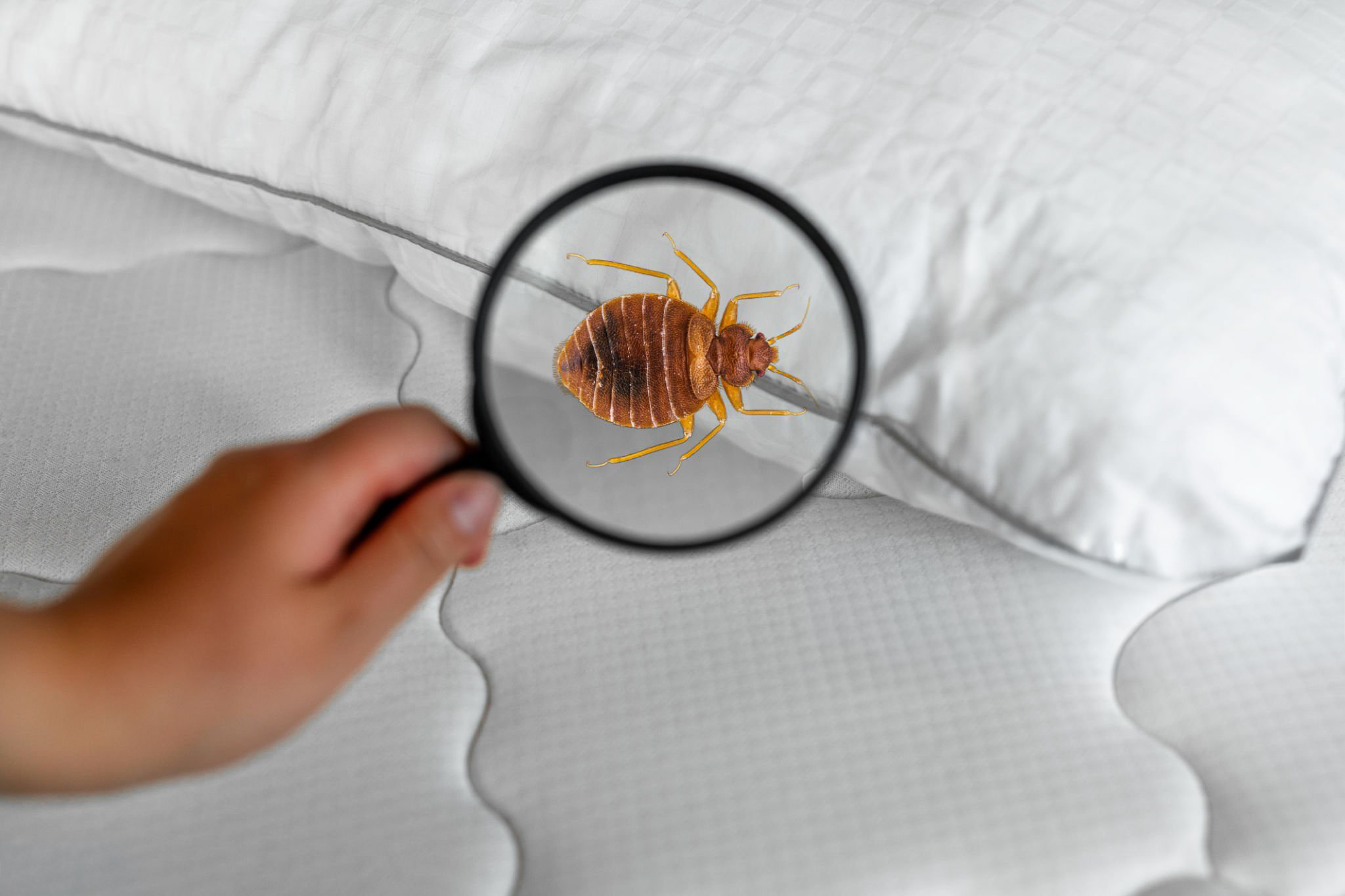 Bed Bug Treatment